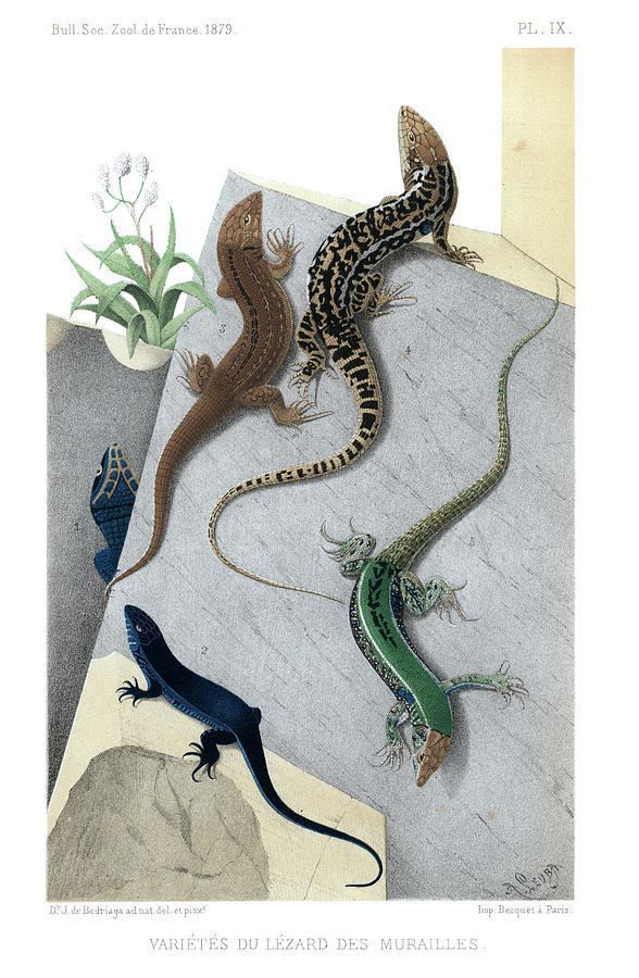 Jacques von Bedriaga Varieties Of Wall Lizard Drawing by Jacques von Bedriaga