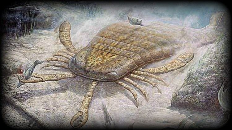 Jaekelopterus Prehistoric Beasts Jaekelopterus Documentary Biggest Scorpion