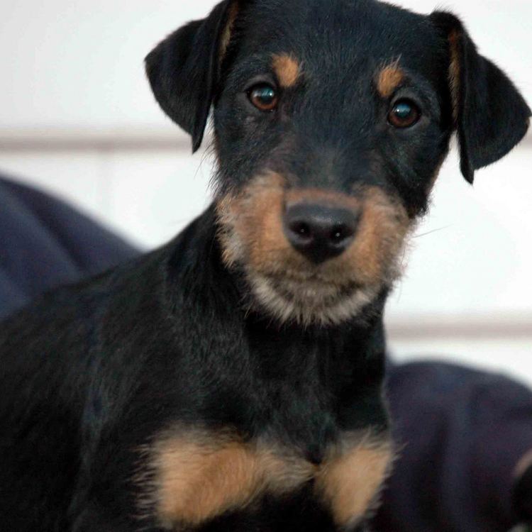 Jagdterrier Jagdterrier Breed Guide Learn about the Jagdterrier