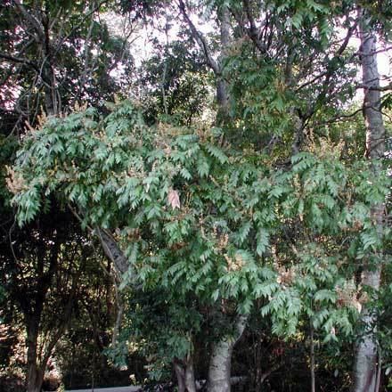 Jagera (plant) Jagera pseudorhus SAPINDACEAE Foam bark