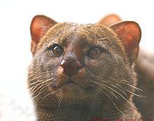 Jaguarundi httpsuploadwikimediaorgwikipediacommonsthu
