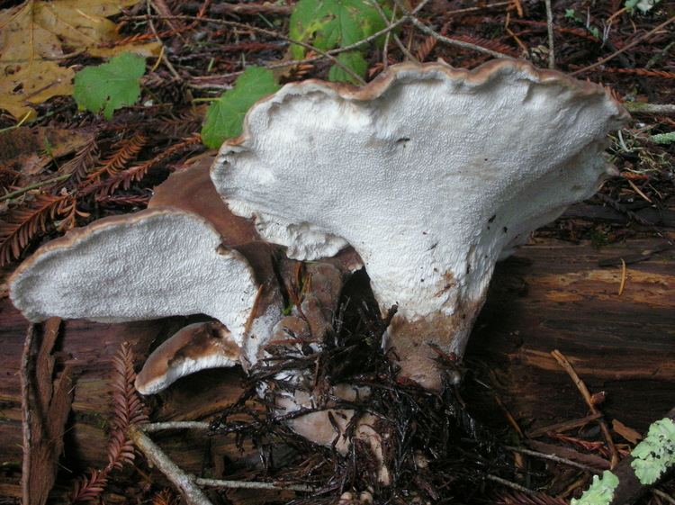 Jahnoporus uploadwikimediaorgwikipediacommons77020121