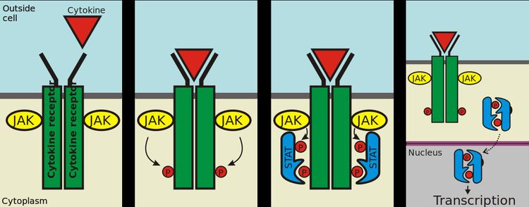 JAK-STAT signaling pathway