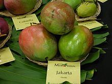 Jakarta (mango) httpsuploadwikimediaorgwikipediacommonsthu