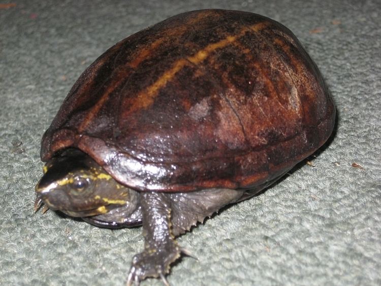 Jalisco mud turtle