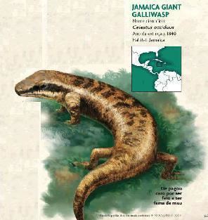 Jamaica giant galliwasp jamaican giant galliwasp 1840ad Extinct Animals Birds etc