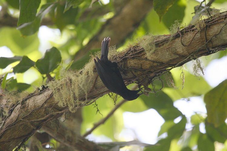 Jamaican blackbird Jamaican blackbird Wikipedia