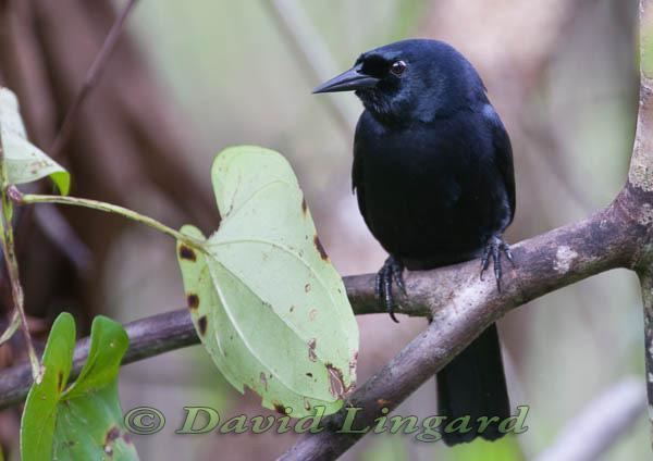 Jamaican blackbird Jamaican Blackbird Nesopsar nigerrimus videos photos and sound