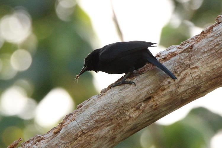 Jamaican blackbird Photos of Jamaican Blackbird Nesopsar nigerrimus the Internet