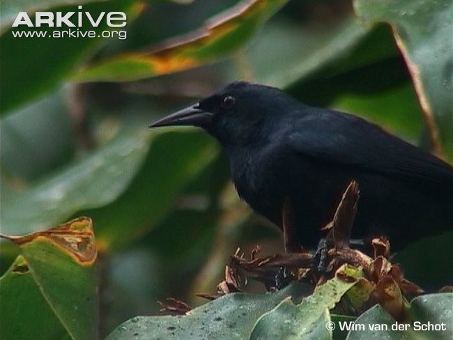 Jamaican blackbird cdn1arkiveorgmedia28280F1706C0984B15854A6