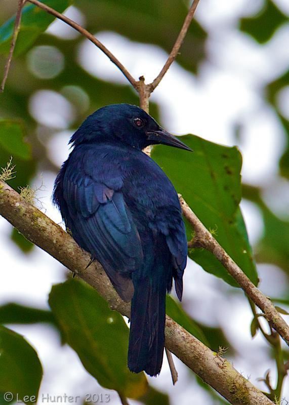 Jamaican blackbird Jamaican Blackbird Nesopsar nigerrimus videos photos and sound