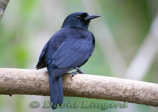 Jamaican blackbird Jamaican Blackbird Nesopsar nigerrimus videos photos and sound