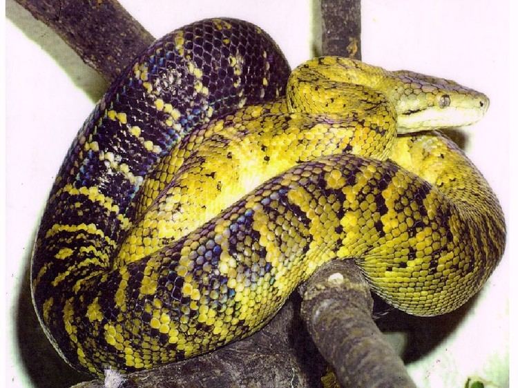 Jamaican boa Jamaican Boa Facts and Pictures Reptile Fact