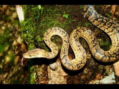 Jamaican boa Jamaican Boa or yellow snake Epicrates subflavus YouTube