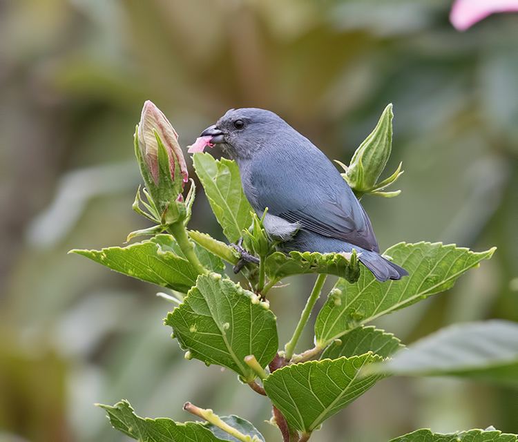 Jamaican euphonia Surfbirds Online Photo Gallery Search Results