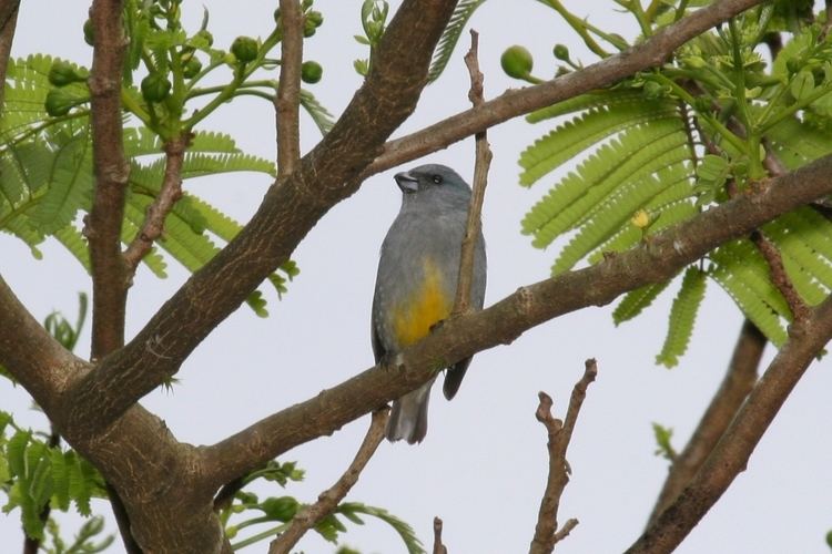 Jamaican euphonia httpsuploadwikimediaorgwikipediacommons77