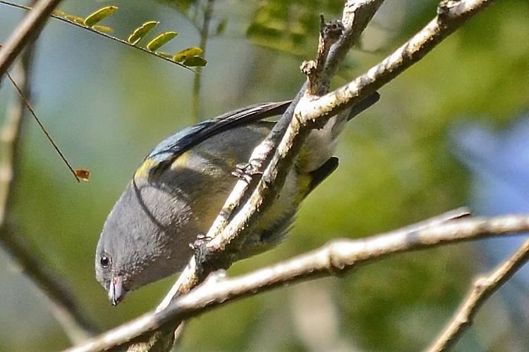 Jamaican euphonia Jamaican Euphonia Euphonia jamaica videos photos and sound