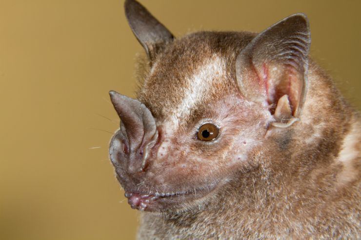 Jamaican fruit bat The Jamaican fruit bat is critical for seed distribution in Costa