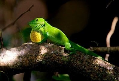 Jamaican giant anole Jamaican Giant Anole Facts and Pictures Reptile Fact