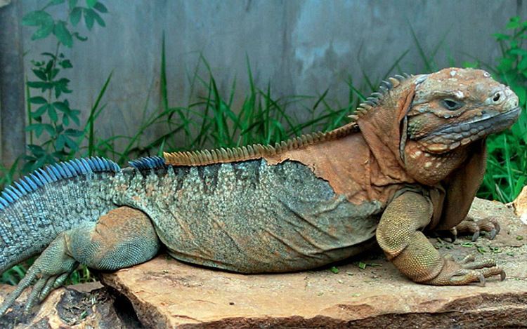 Jamaican iguana Jamaican Iguana Hope Zoo