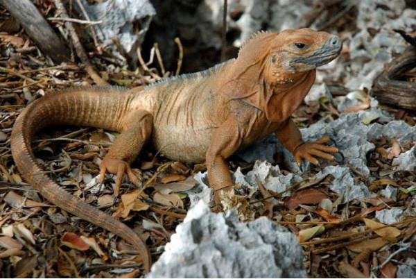 Jamaican iguana Jamaican Iguana Conservation Program Marks 20 Years of Success