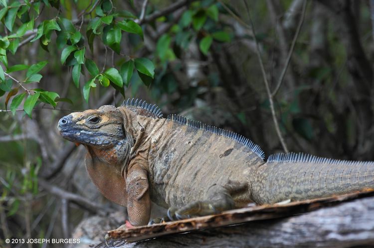 Jamaican iguana Jamaican Iguana Save Goat Islands