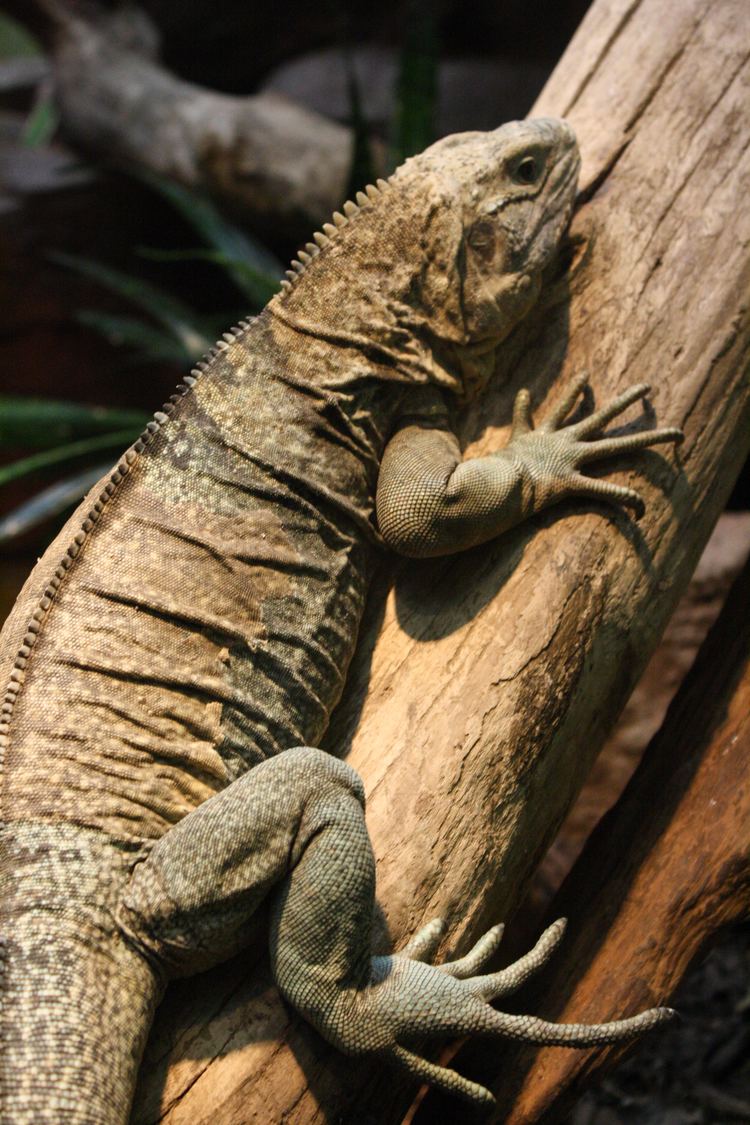 Jamaican iguana Jamaican iguana Wikipedia