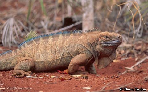 Jamaican iguana Cyclura collei Jamaican Ground Iguana Jamaican Iguana Jamaican