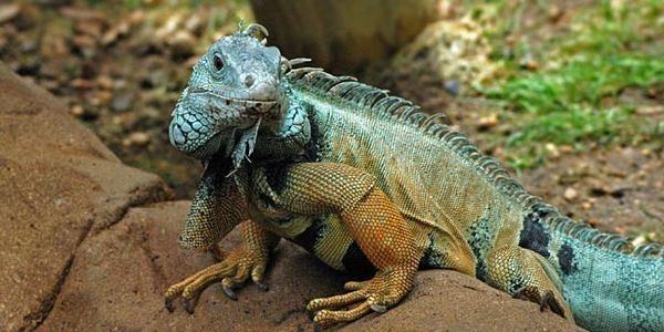 Jamaican iguana petition Help save the iconic Jamaican Iguana from extinction