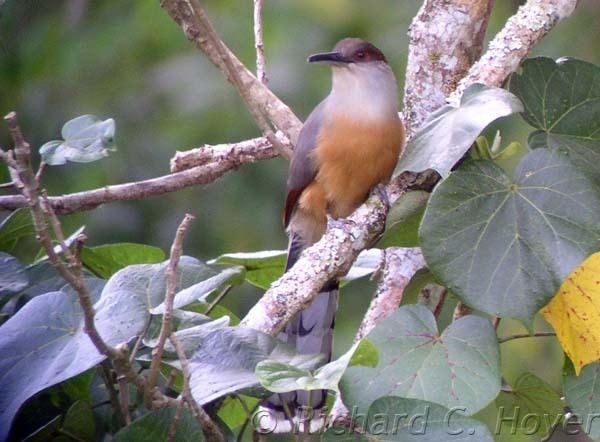 Jamaican lizard cuckoo LizardCuckoo