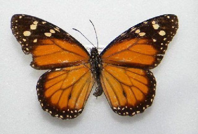 Jamaican monarch