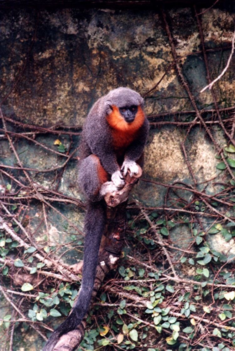 Jamaican monkey - Alchetron, The Free Social Encyclopedia