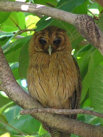 Jamaican owl Jamaican Owl BirdForum Opus