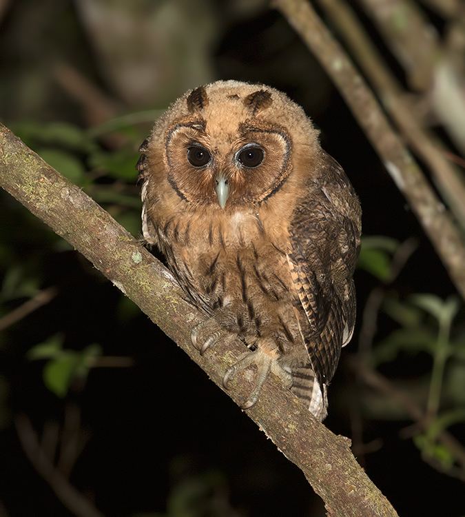 Jamaican owl Lost in Birding The Land of Wood Waterand Owls JAMAICA 21st