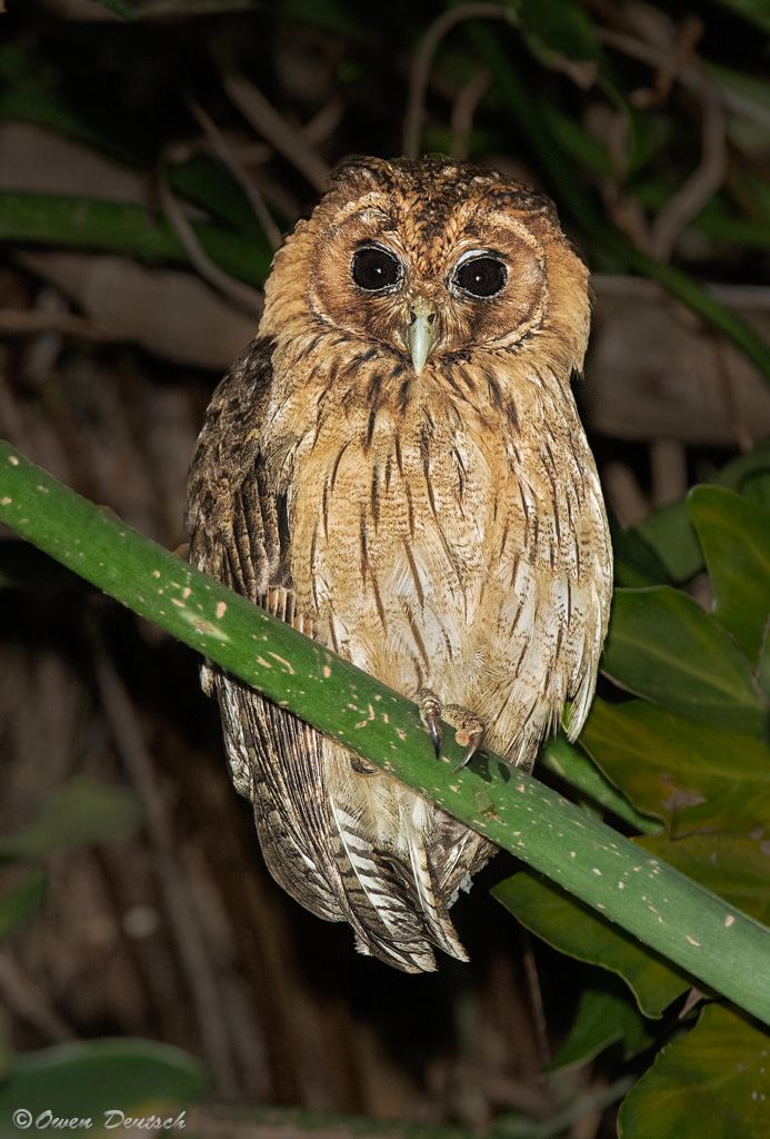 Jamaican owl Owl