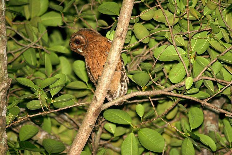 Jamaican owl Jamaican owl Wikipedia