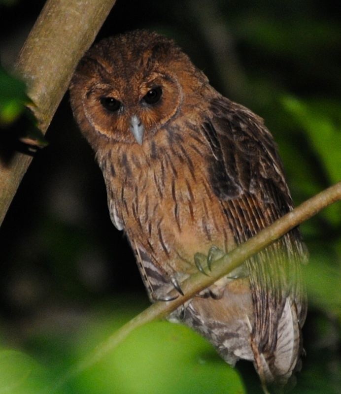 Jamaican owl Jamaican Owl Pseudoscops grammicus Picture 1 of 3 The Owl Pages