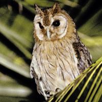 Jamaican owl wwwowlpagescomowlsspeciesimagesjamaicanowl