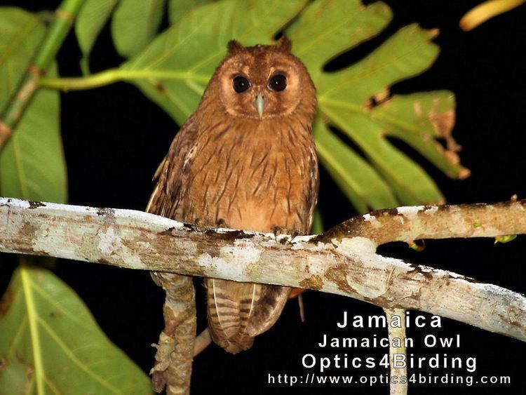 Jamaican owl Jamaican Owl Optics4Birding Nature Blog Network