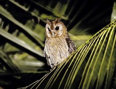 Jamaican owl Patoo Petchary39s Blog