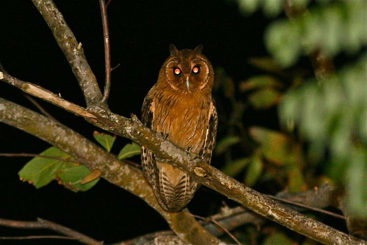 Jamaican owl Jamaican Owl Pseudoscops grammicus Another island endemi Flickr