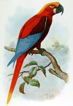 Jamaican red macaw httpsuploadwikimediaorgwikipediacommonsthu