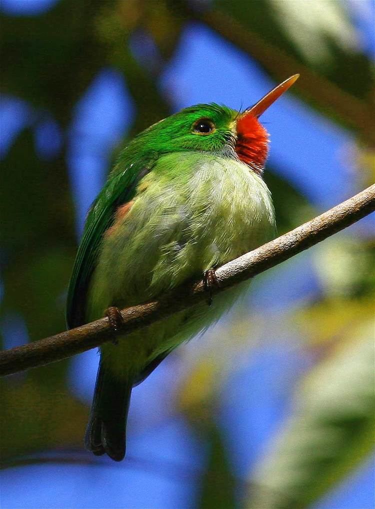 Jamaican tody Surfbirds Online Photo Gallery Search Results