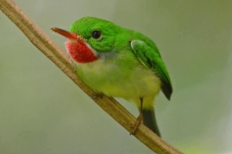 Jamaican tody Jamaican Tody Todus todus Perching on a branch the Internet