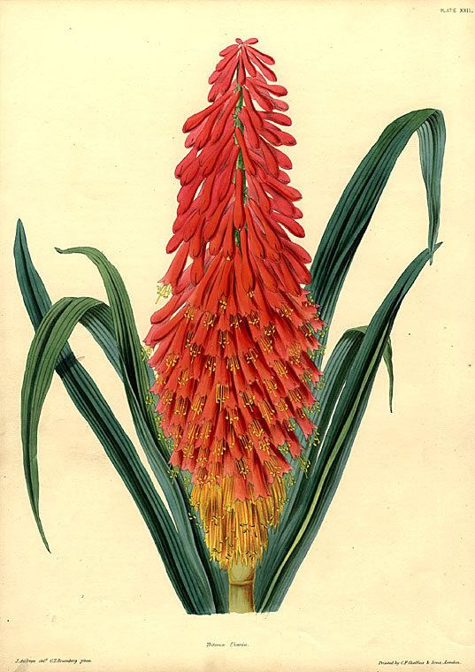 James Andrews (botanical artist)