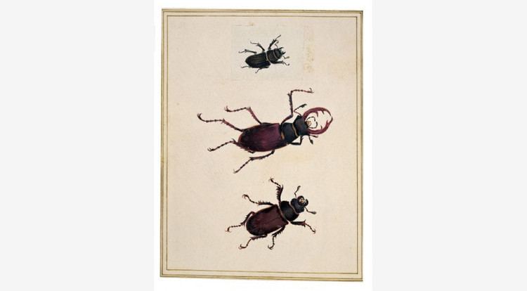 James Barbut Genera Insectorum of Linnaeus by James Barbut Art Fund