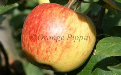 James Grieve apple James Grieve apple trees for sale Buy online Friendly advice