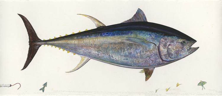 James Prosek Amazing LifeSize Fish Paintings Are a New Vision of