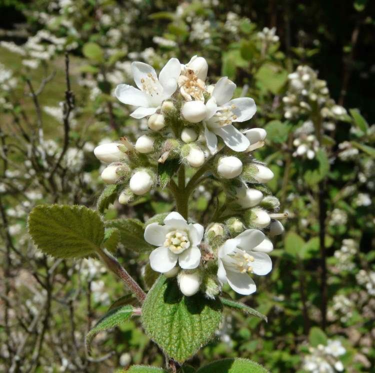 Jamesia Flora of North America Genus Jamesia