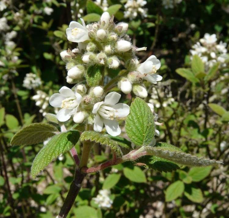 Jamesia Flora of North America Genus Jamesia